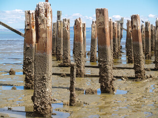 Old jetty posts in shallow muddy harbour