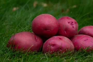 Pile of washed clean red potato on the green grass.