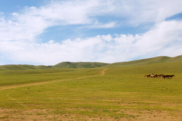 Obraz premium Herd of horses in the pasture in the steppe