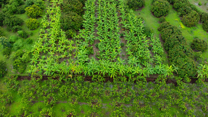 Fototapeta na wymiar Aerial view of Cultivation trees and plantation in outdoor nursery. Banana plantation in rural Thailand. Cultivation business. Natural landscape background.
