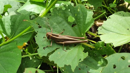 Cambodia. Acrididea including the Acridomorpha is an infraorder of insects that describe the grasshoppers (thus also locusts) and ground-hoppers.