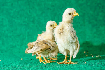 The yellow serama chicks on a artificial grass background.