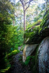 Forest path