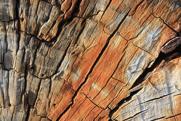 Wood background. Surface of a tree trunk: cracks, colour gradation and abstract cracks.
