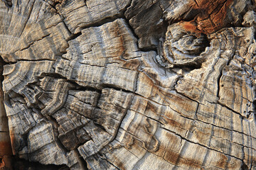 Wood background. Surface of a tree trunk: cracks, colour gradation and abstract cracks.
