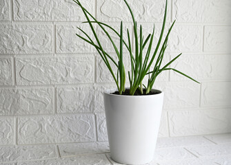 a garden of young onion on a window sill.Growing onions on the windowsill.