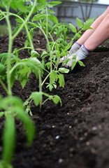 hand puts ground under a green tomatoThe concept of caring for plants and growing organic products.