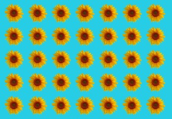 sunflowers flowers design background.