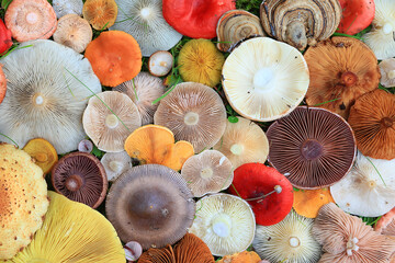 abstract background texture of very, many different mushrooms, inverted multicolored mushroom caps...