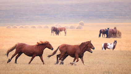 Naklejka premium horses running across the steppe, dynamic freedom herd