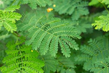Tropical green leaves fresh blur background.