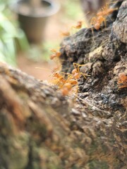 Red Ants on a Mango tree branch