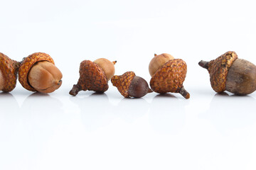 Brown acorns on the gloss white background