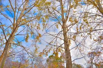 Poplars with yellowed leaves on a cold autumn day