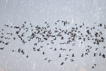 geese flock against the sky freedom wildlife birds