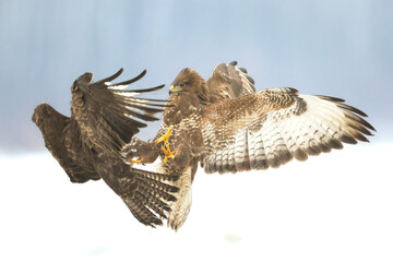 Common buzzard Buteo buteo in the fields in winter snow, buzzards in natural habitat, hawk bird on the ground, predatory bird close up fighting birds