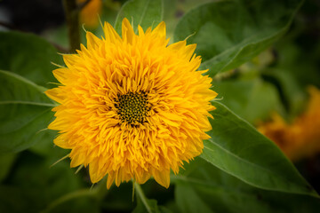 Garden in early autumn, amazing sunflower close-up