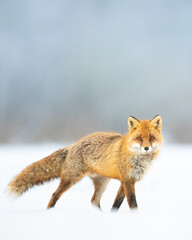 Fox Vulpes vulpes in winter scenery, Poland Europe, animal walking among snow in amazing warm light	