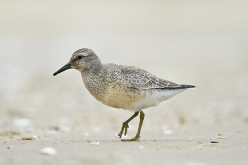 Shorebird - juvenile Calidris canutus, Red Knot on the Baltic Sea shore, migratory bird Poland Europe