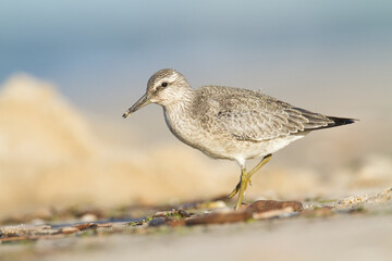 Shorebird - juvenile Calidris canutus, Red Knot on the Baltic Sea shore, migratory bird Poland Europe