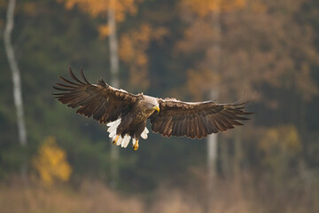 Majestic predator White-tailed eagle, Haliaeetus albicilla in Poland wild nature