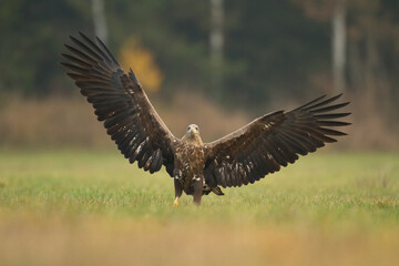 Majestic predator White-tailed eagle, Haliaeetus albicilla in Poland wild nature