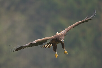 Majestic predator White-tailed eagle, Haliaeetus albicilla in Poland wild nature
