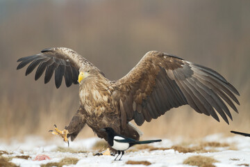 Majestic predator White-tailed eagle, Haliaeetus albicilla in Poland wild nature