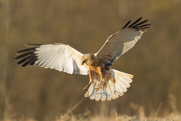Flying Birds of prey Marsh harrier Circus aeruginosus, hunting time Poland Europe	
