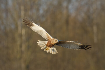 Flying Birds of prey Marsh harrier Circus aeruginosus, hunting time Poland Europe	
