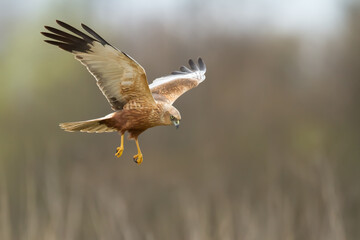 Flying Birds of prey Marsh harrier Circus aeruginosus, hunting time Poland Europe	
