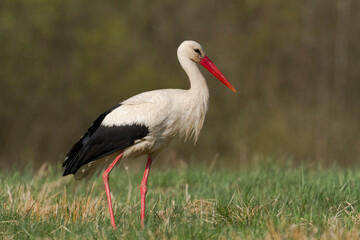 Bird White Stork Ciconia ciconia hunting time early spring in Poland Europe