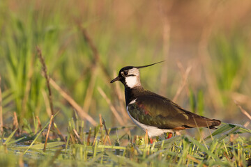 Bird Lapwing Vanellus vanellus on green background spring time Poland Europe migratory bird