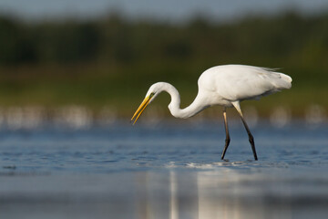 Bird Egretta alba Great Egret white bird on dark black background