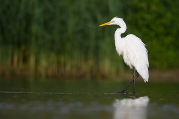 Bird Egretta alba Great Egret white bird on dark black background