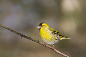 Bird Siskin Carduelis spinus male, small yellow bird, winter time in Poland Europe