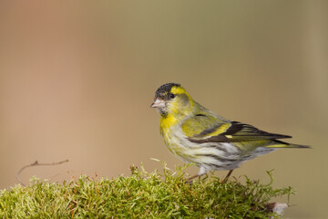 Bird Siskin Carduelis spinus male, small yellow bird, winter time in Poland Europe