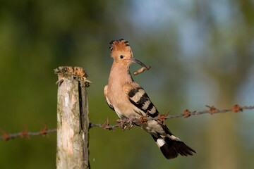Bird Hoopoe Upupa epops, summer time in Poland Europe bird perched on tree