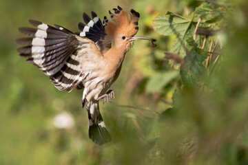 Bird Hoopoe Upupa epops, summer time in Poland Europe bird perched on tree