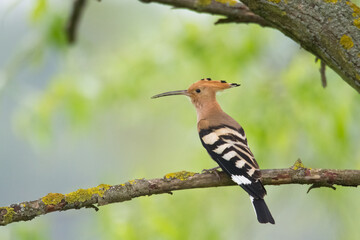 Bird Hoopoe Upupa epops, summer time in Poland Europe bird perched on tree