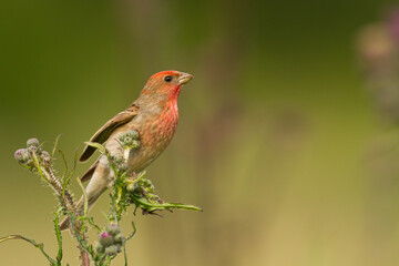 Common Rosefinch Erythrinus carpodacus Bird, small migratory bird in red feathers, male summer time Poland, Europe	