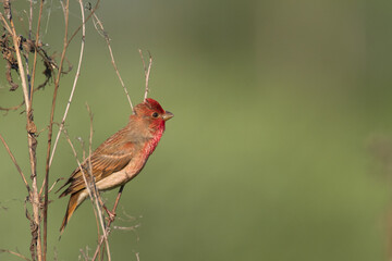 Common Rosefinch Erythrinus carpodacus Bird, small migratory bird in red feathers, male summer time Poland, Europe	