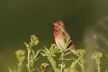 Common Rosefinch Erythrinus carpodacus Bird, small migratory bird in red feathers, male summer time Poland, Europe	