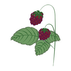 Raspberry sprig with ripe berries and green leaves in cartoon style. Vector illustration isolated on white background.