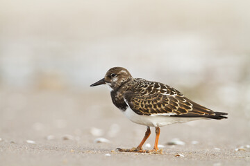 bird - Ruddy Turnstone migratory Arenaria interpres shorebird, migratory bird, Poland Europe Baltic Sea