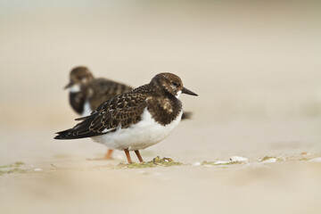 bird - Ruddy Turnstone migratory Arenaria interpres shorebird, migratory bird, Poland Europe Baltic Sea