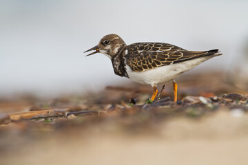 bird - Ruddy Turnstone migratory Arenaria interpres shorebird, migratory bird, Poland Europe Baltic Sea