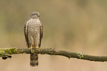 Birds of prey Sparrowhawk Accipiter nisus, hunting time bird sitting on the branch, Poland Europe
