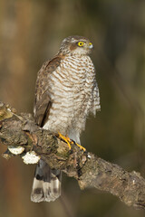 Birds of prey Sparrowhawk Accipiter nisus, hunting time bird sitting on the branch, Poland Europe