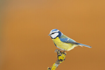 Bird - Blue Tit Cyanistes caeruleus perched on tree